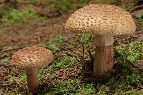 Amanita Rubescens The Blusher Look Alikes Edibility