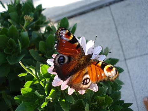 Peacock Eye Butterfly Free Photo On Pixabay Pixabay