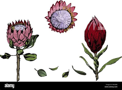 Protea Flowers On White Stock Vector Images Alamy