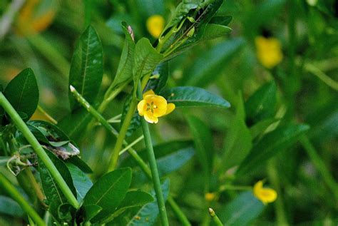 Floating Primrose Willow