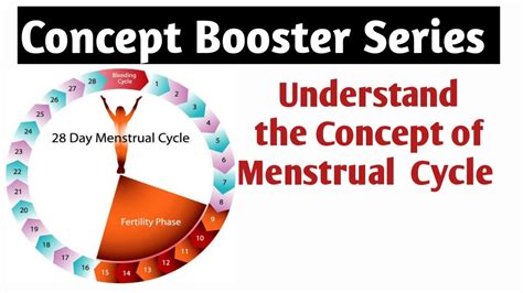 Understand Concept Of Menstrual Cycle Class 12 Biology Dr S K Singh Youtube