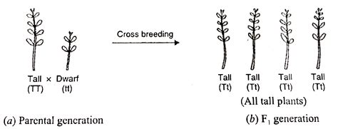 How Do Mendels Experiments Show That Traits May Be Dominant Or Recess