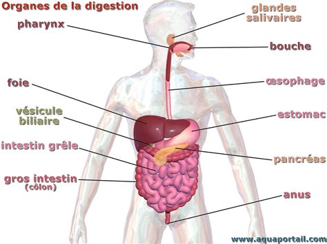 Tube Digestif Définition Et Explications Aquaportail