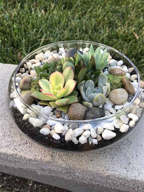 Glass Bowl With Plants Home Documents