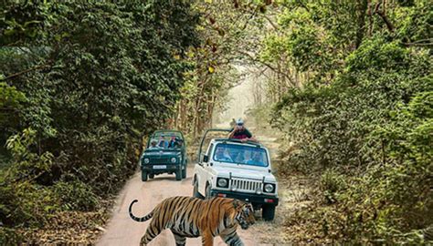 Adventurous Jeep Safari Online Booking In Jim Corbett National Park