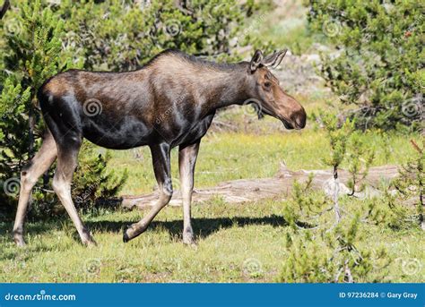 Shiras Moose Of The Colorado Rocky Mountains Stock Photo Image Of