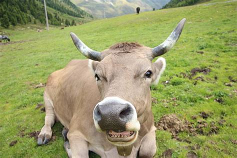 Cow Teeth Stock Photos Pictures And Royalty Free Images Istock