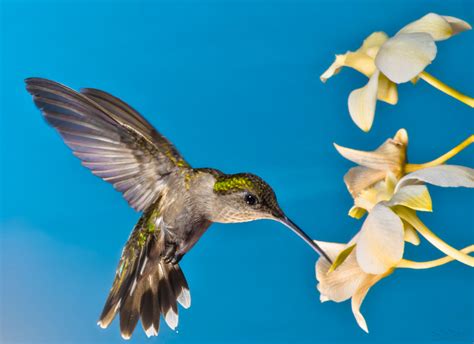 Hummingbird Photography: A 6 Step Guide with Hummingbird Photo Tips