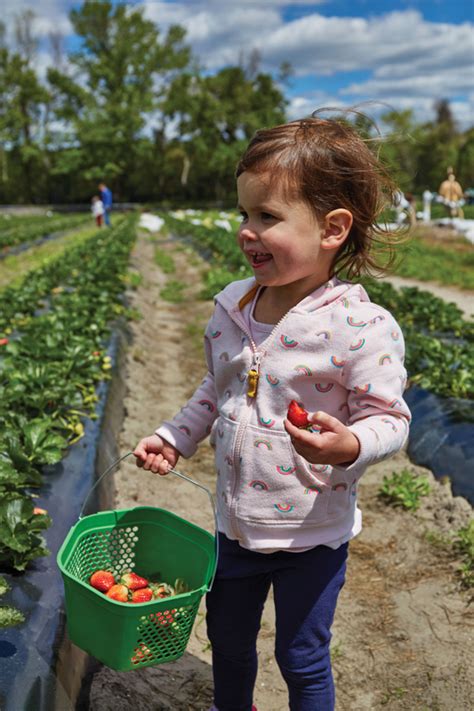 Heart Soil Celebrate Strawberry Season At These Lowcountry U Pick