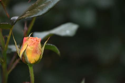 Beautiful Roses Blooming Stock Photo Download Image Now Beauty