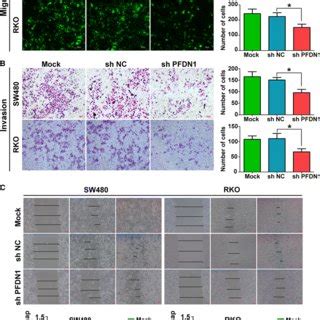 Downregulation Of Pfdn Inhibits Cell Proliferation Colony Formation