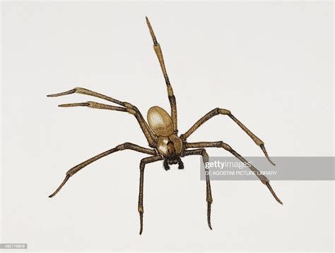 Recluse Spider Or Brown Recluse Spider Sicariidae Artwork By News