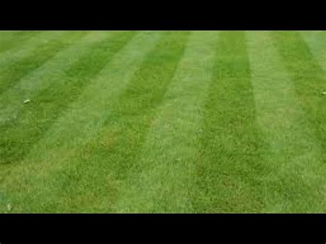 How To Get A Perfect Lawn Youtube