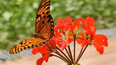 Verano Qu Plantas Atraen A Las Mariposas Infocielo