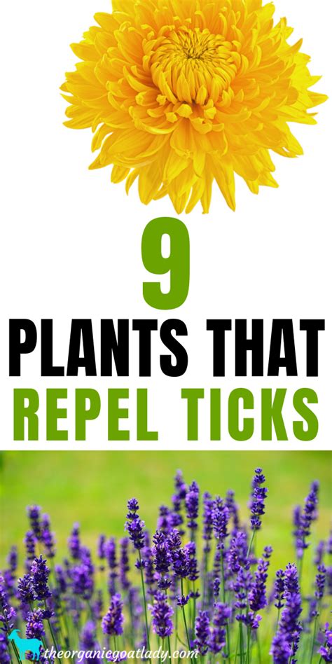 9 Plants That Repel Ticks The Organic Goat Lady