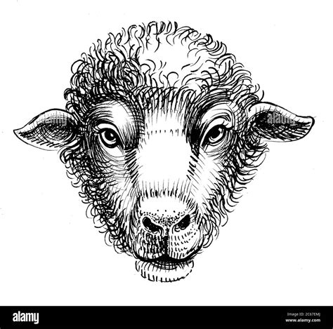 Sheep Head Ink Black And White Drawing Stock Photo Alamy