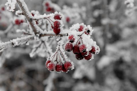 Kostenlose Bild Baum Zweig Winter Frost Natur Schnee Pflanze Eis