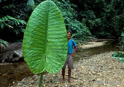 Why Do Tropical Plants Have Such Big Leaves Prof Andy Lowe