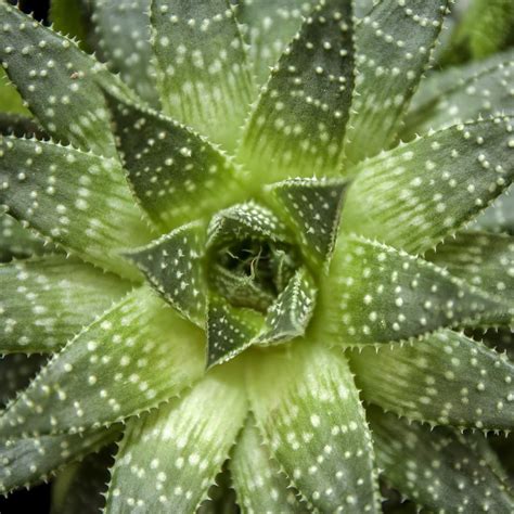 Agave Cuidados Caracter Sticas Siembra Riego Y Problemas