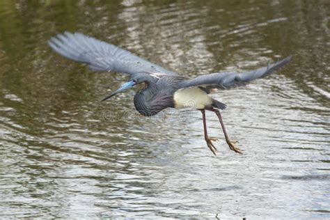 Tricolored Heron Flying Low Over Water In A Florida Swamp Stock Photo