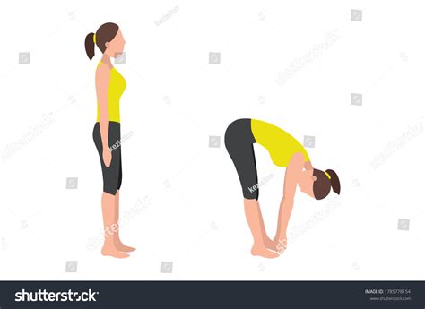 Woman Doing Toe Touch Stretches Poses 库存矢量图（免版税）1785778154 Shutterstock