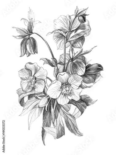 Detail Bouquet Of Flowers Pencil Drawing Koleksi Nomer