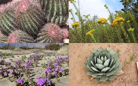 Lista De Nombres De Plantas Del Desierto