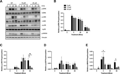 Treatment With CHIR99021 Selectively Inhibits MAPK Signaling Through