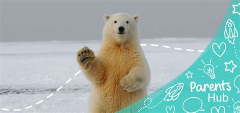 Top Winter Animal Crafts - Twinkl