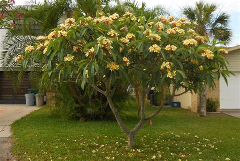 Плюмерия - купить в интернет-магазине Mandarin-shop.ru | Plumeria tree ...
