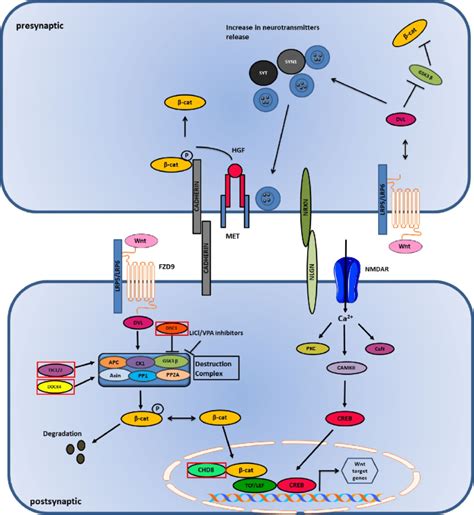 Wnt And Ca2 Pathway In ASD Wnt Binds To LRP5 LRP6 Receptor And