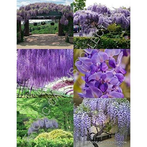 Japanese Wisteria Floribunda Rare Vine Flowering Purple Wood