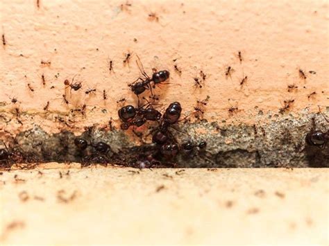 21 Natural Ways To Prevent Ants From Entering Your House BioTech