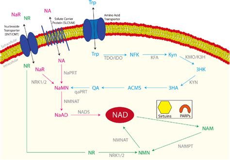 The Three NAD Biosynthetic Pathways In Cells The De Novo Synthesis