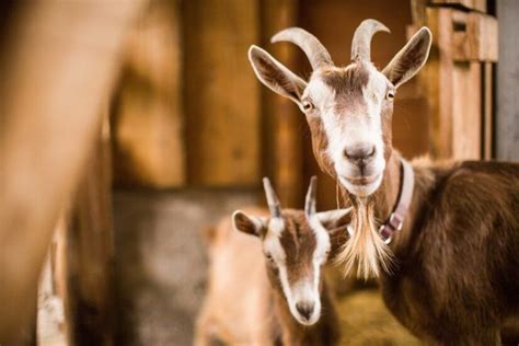 Susu Sapi Atau Susu Kambing Lebih Sehat