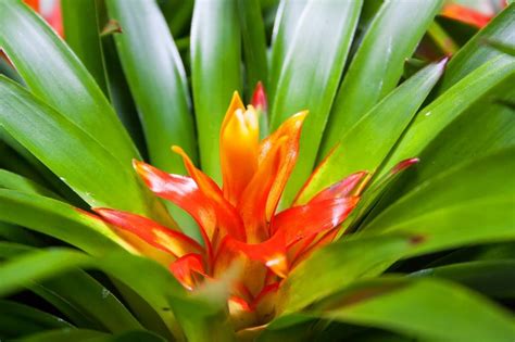 Bromeliaceae A Comprehensive Background And Growing Guide Garden And