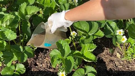 Чтобы увеличить урожай клубники используйте эти методы. 5 секретов ...