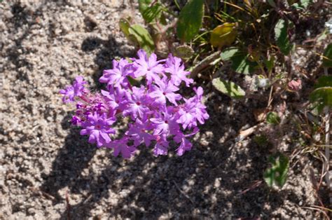 Abronia villosa (Desert sand verbena)