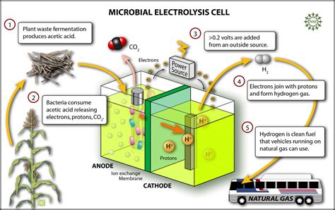 Mengenal Microbial Fuel Cell Teknologi Penghasil Listrik Nesiania