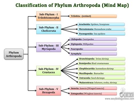 Classification of arthropods – Artofit