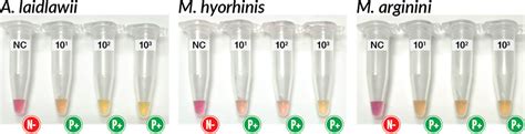 마이코플라즈마 오염여부 장비 필요없이 눈으로 색깔변화 확인 Mycoplasma Detection Kit Bric