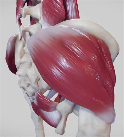 3d Model The Pelvic Floor And Post Abdominal Wall Muscles Vr Ar Low