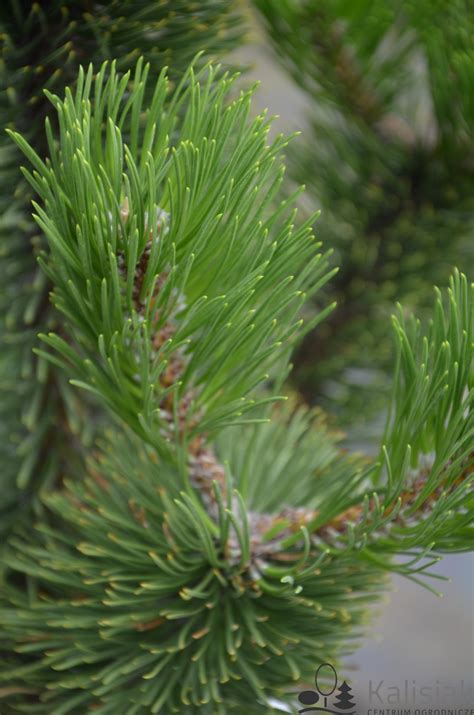 Pinus Nigra Oregon Green Sosna Czarna