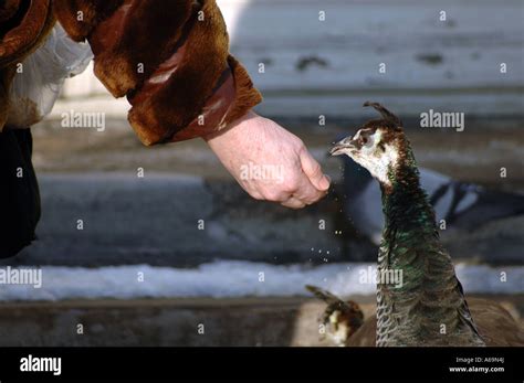 Old Woman Feeding Peacock In Royal Lazienki Park In Warsaw Poland