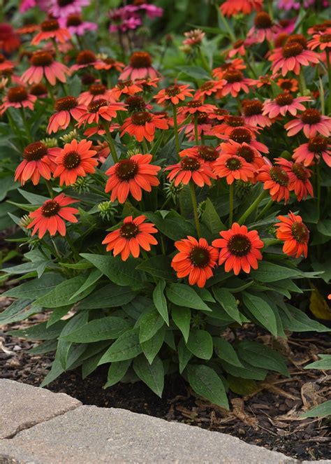 Sombrero Poco Hot Coral Coneflower Echinacea X Hybrid Proven Winners