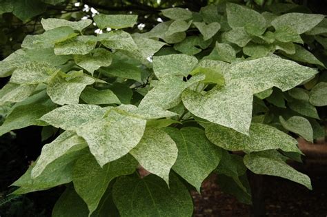 Catalpa Speciosa Pulverulenta Boomkwekerij Guido Spruyt