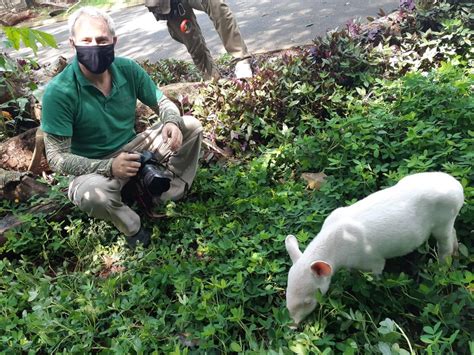 An Albino Lowland Tapir Calf Has Been Rescued In Brazil After Being Found Abandoned And In Poor