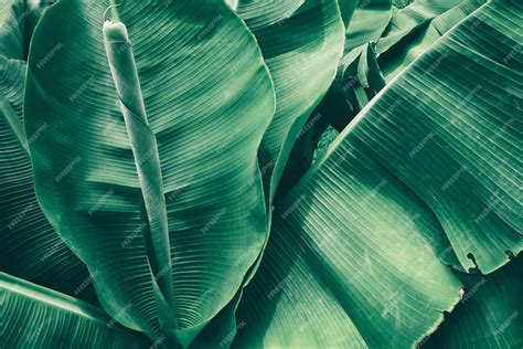 Premium Photo Green Banana Leaf Texture Background