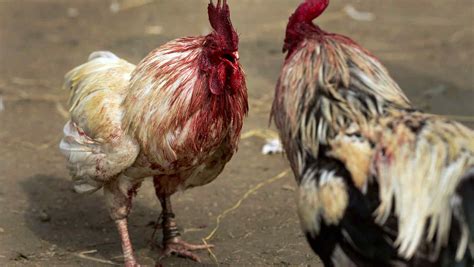 Peleas De Gallos Podr An Ser Consideradas Patrimonio Cultural