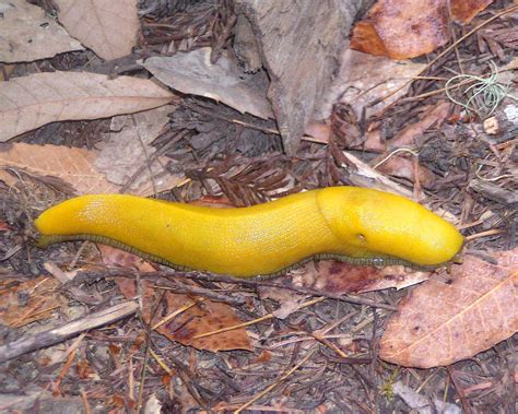 Banana Slug View Our Most Interesting According To Flickr Flickr